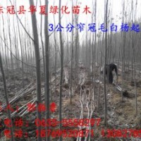 山东毛白杨小苗种植基地，山东毛白杨小苗信息，山东毛白杨小苗价