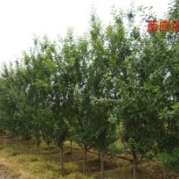 求购西府海棠 长期供应2-10公分多规格西府海棠树苗 优质绿花苗