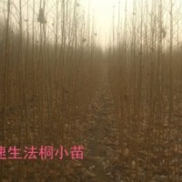 泰安法桐小苗价格 2米法桐小苗哪里最便宜