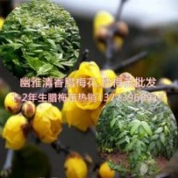 沭阳腊梅苗价格1-2年生腊梅小苗沭阳产地