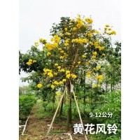 黄花风铃（9-12公分）300棵