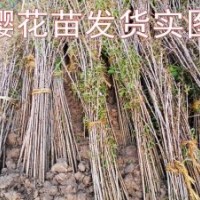 本苗木基地常年供应2——10公分樱花 规格齐全质优价廉