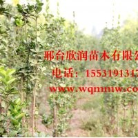 欣润苗木大量供应北海道黄杨 高2.5米