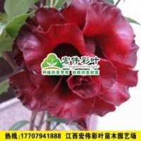 黑魔法茶花 茶花小苗 彩叶苗各种绿化苗木供应