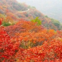 银川黄栌种植基地—绿源