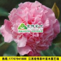 烈香茶花 茶花小苗绿化苗木供应