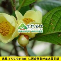 凹脉金花茶 茶花小苗 彩叶苗 其他绿化苗木供应