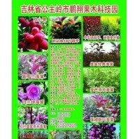 新品红叶稠李，各种北美海棠，鸡心果，寒富，龙丰，金叶榆，小苗