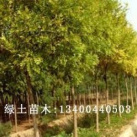 速生白蜡小苗品种|速生白蜡类型