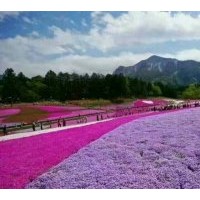 丛生福禄考（芝樱）