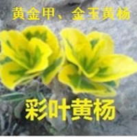 常青彩叶系列新品种