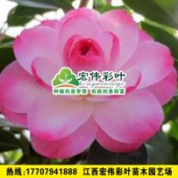 迷茫的春天 茶花树 茶花小苗 绿化苗木供应