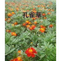 供应草花孔雀草