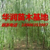 【金丝垂柳】，金丝垂柳小苗，华润苗木基地，山东金丝垂柳，-第