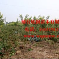 欣润苗木大量供应榆叶梅 高1.5米