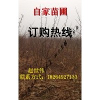 山东临沂大量供应一年皂角两年皂角 量大从优