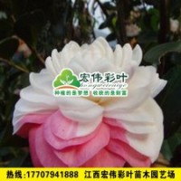 香太阳茶花 茶花小苗 茶花树 彩叶绿化苗木供应