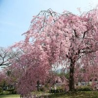 日本樱花八重红垂枝樱 日本枝垂樱适合地栽盆景盆栽