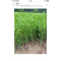 大量供应樟子松大小苗800万株，各种大小葡萄苗500万株，各种规格