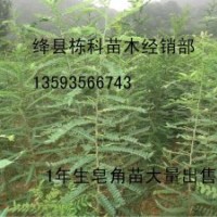 1年生皂角苗大量低价出售