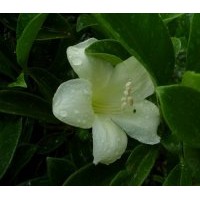 成都非洲茉莉高：120-150公分