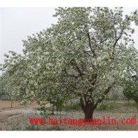 常年供应大中小规格八棱海棠树