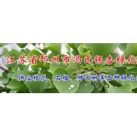 长期供应2-80公分银杏实生树-嫁接树，法桐，石榴，桂花等绿化苗