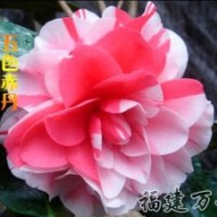 批发销售-茶花精品-五色赤丹茶花-万芳园艺