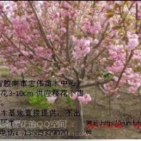 胶南宏伟樱花繁殖基地