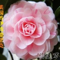 批发销售-茶花精品-乔伊肯德里克茶花-万芳园艺