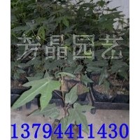 大福木棉苗,星花酒瓶树苗,大腹木棉苗,澳洲火焰木苗,檀香苗