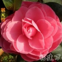 批发销售-茶花精品-状元红茶花_状元红茶花苗-万芳园艺