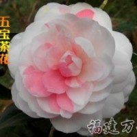 批发销售-茶花精品-五宝茶花-万芳园艺