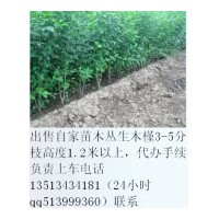 出售丛生木槿1.5米左右3-5分枝