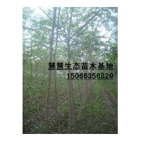 供应1-6公分椿树