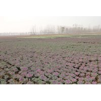 石家庄草花种植基地 石家庄草花批发