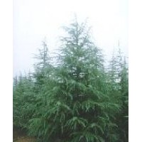 南京信诚精品雪松1--9米