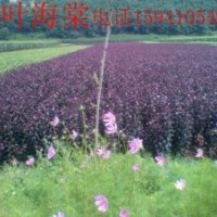 紫叶海棠-紫叶海棠苗