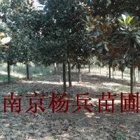 广玉兰价格广玉兰苗圃广玉兰基地大降价