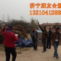 专供山东速生白蜡、惠民速生国槐/速生国槐小苗