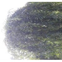 黑龙江哈尔滨出售水曲柳、金叶垂榆、普通垂榆