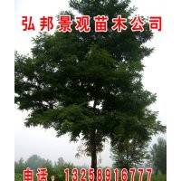 山东国槐 惠民速生国槐 国槐种子