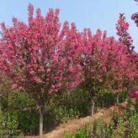 花木价格速生柳,西府海棠,五角枫,香花槐,海棠,池杉,臭椿