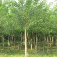大量出售造型树（国槐）10-60公分