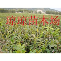 供应岑溪软枝油茶苗、红花大果油茶苗（最新供应）