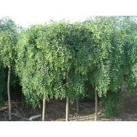 【精品推荐】供应3-10cm龙爪槐，1-3年的帽，5000棵。