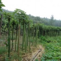 湖北青桐/湖北青桐树/湖北青桐树基地/青桐树产地