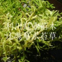 供应湖北利川野生蕨类植物卷柏还魂草（打不死）