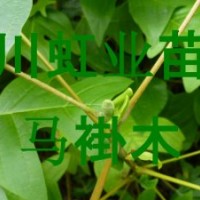 供应湖北利川造林绿化用马褂木（又名鹅掌楸）