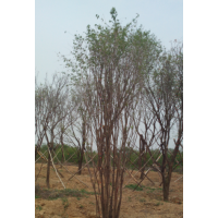 西安苗圃供应茶条槭米径20-45，3-6个分支，高5-8米